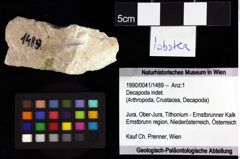 Foto (Objket + Etiketten) von Longodromites angustus (Reuss, 1858) 